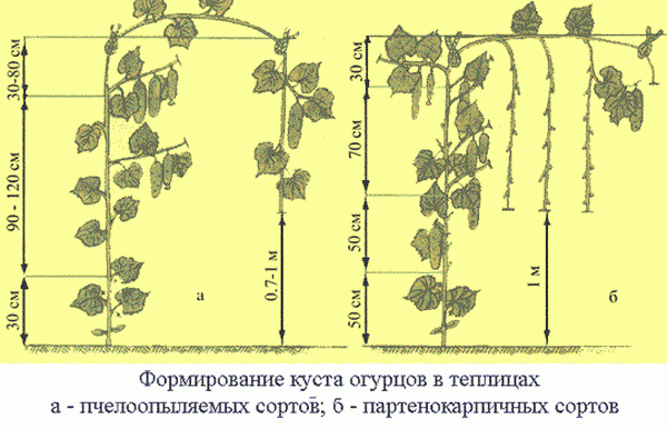  Cucumber pruning scheme