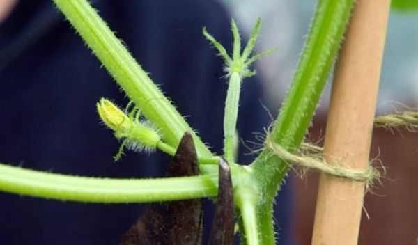  The rules for pinching in the greenhouse and in the open field depend on the variety or plant hybrid