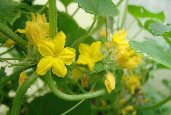  In the early ripe varieties of cucumbers do not nip