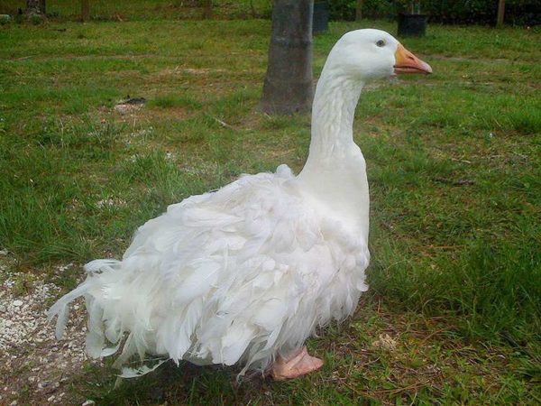  Arzamas geese