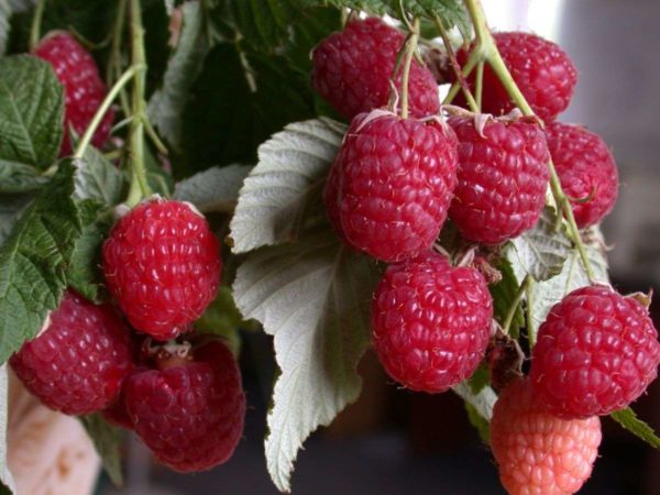  Raspberry brusvyana