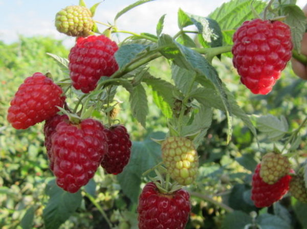  Raspberry early surprise is early ripe