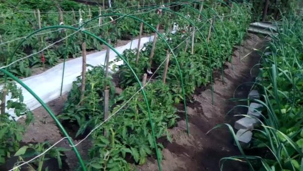  Tomates y fresas