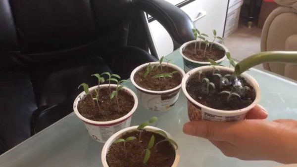  Umplerea tomatelor, de preferință, conform unei scheme pre-selectate.
