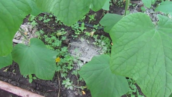  Cucumber Ash