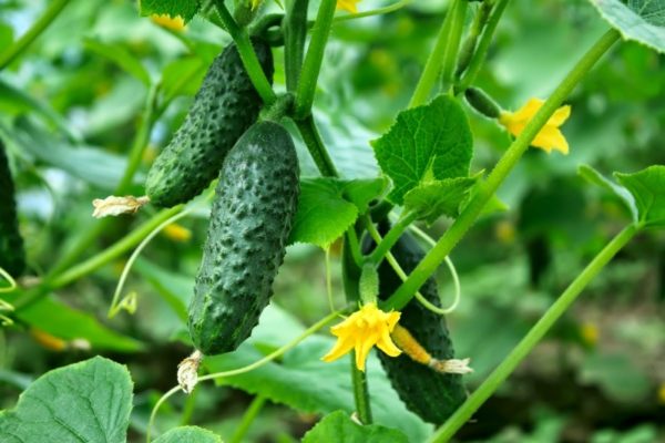  at what temperature do cucumbers grow