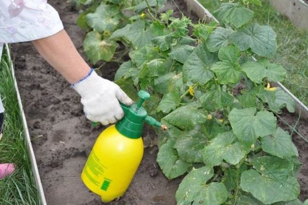  Cucumbers need different types of dressings