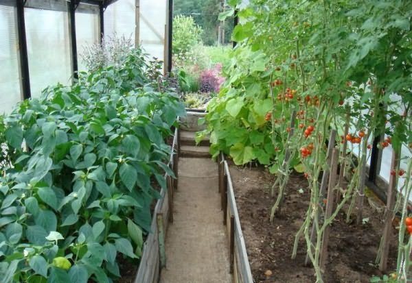  Tomates y pimientos