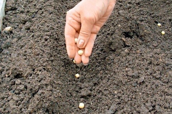  Termos de plantio de ervilhas em terreno aberto dependem do clima da área