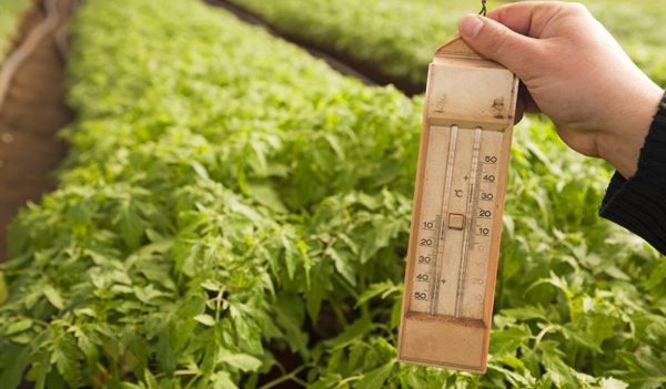  Temperatura pentru tomate