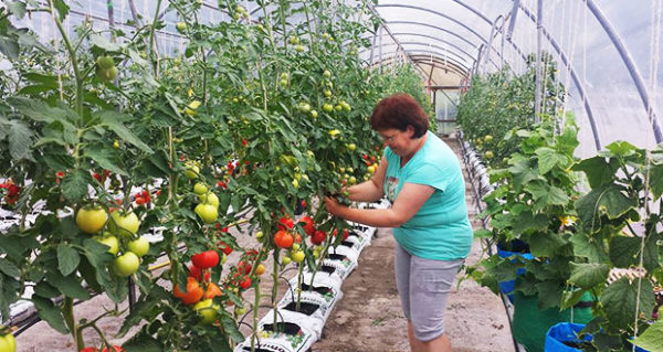  Los pepinos y los tomates son mejores para aislarse entre sí.
