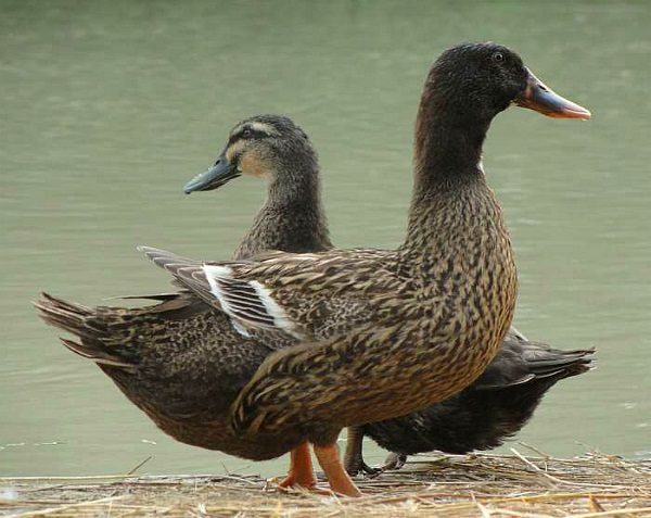  Gris ucraniano