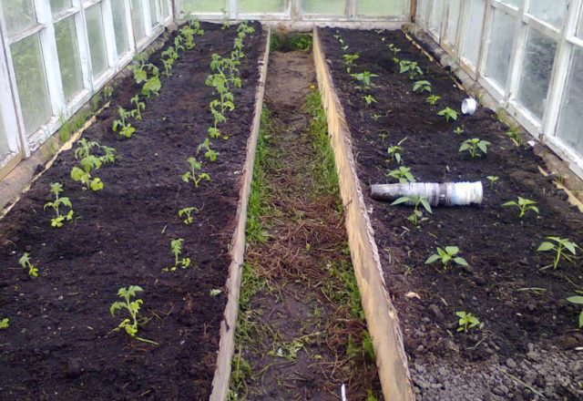  when to plant tomatoes in a greenhouse in Siberia