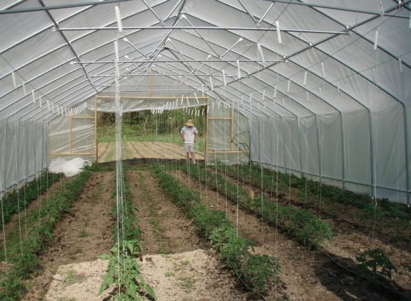  Términos para la siembra de tomates.