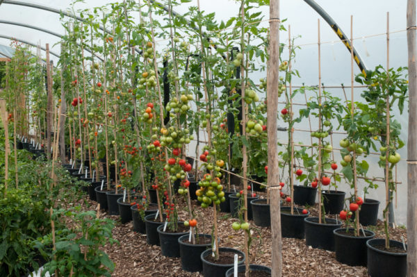  Tomatoes, formed in one stem