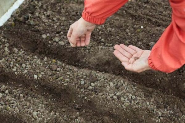 Mescolato con i semi macinati sono sparsi nel giardino
