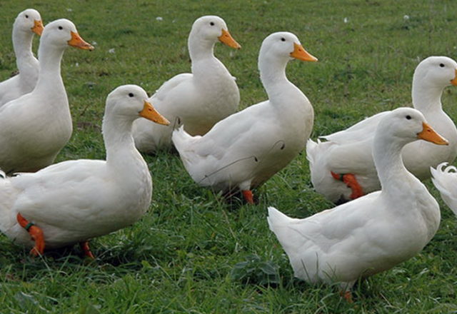 patos domésticos