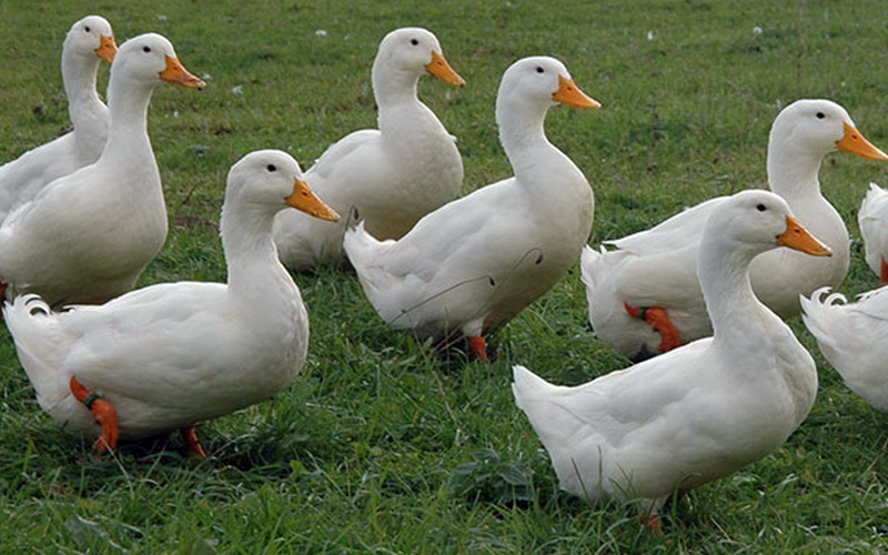  patos domésticos